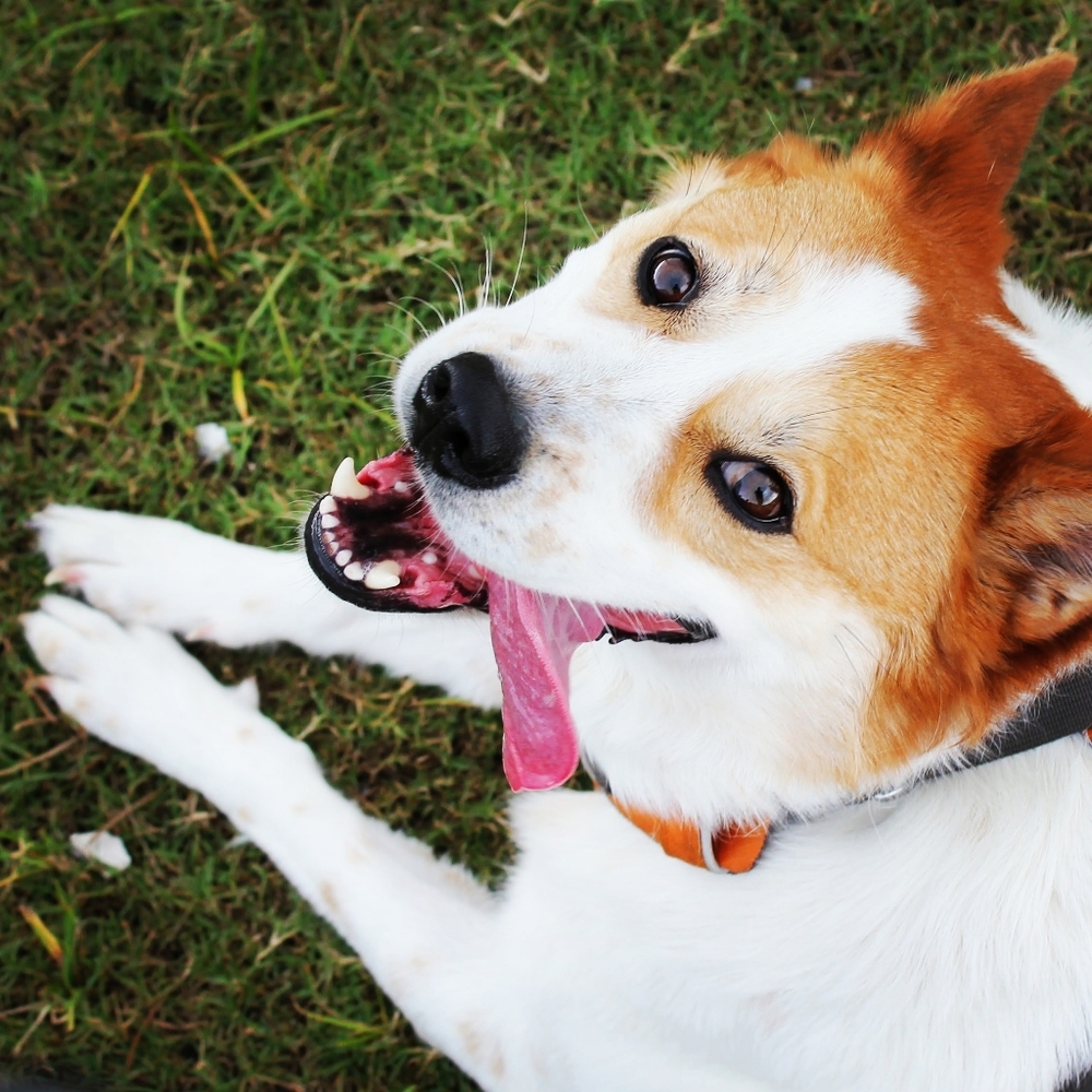 Meet your Posher, Cory